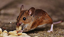 Find Exterminators in Nottoway County